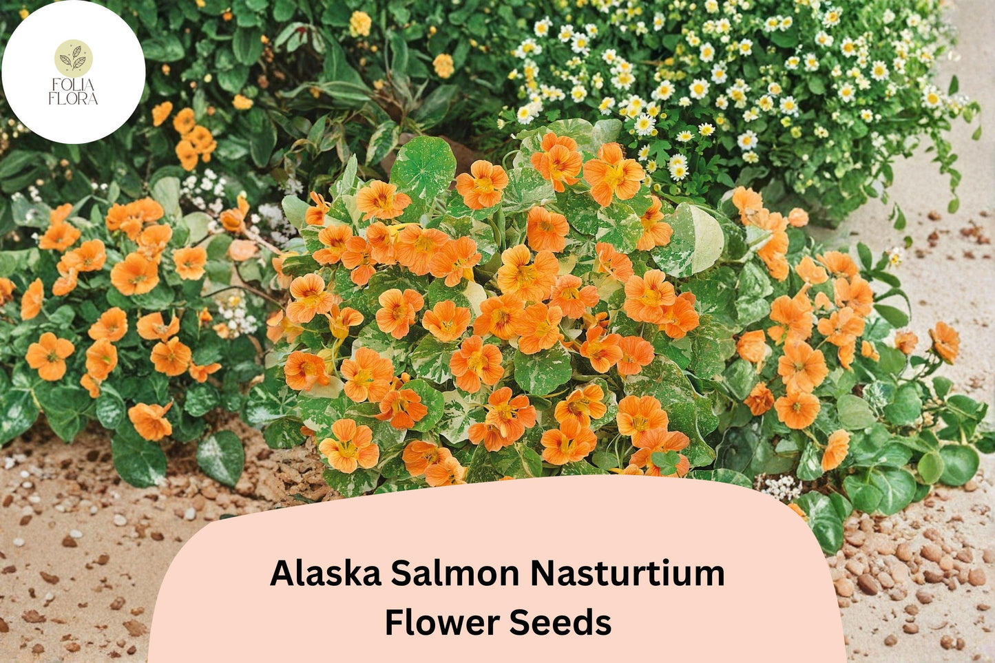 Alaska Salmon Nasturtium Seeds | Tropaeolum majus | Salmon-Orange Flowers & Variegated Foliage | Annual for Containers & Borders
