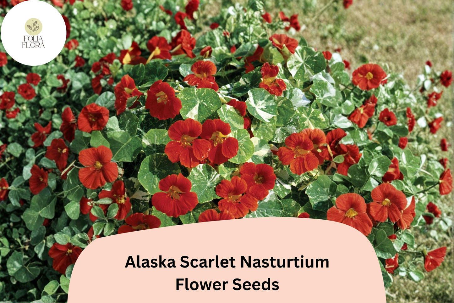 Alaska Scarlet Nasturtium Seeds | Tropaeolum majus | Scarlet Red Flowers & Variegated Foliage | Pollinator-Friendly Annual