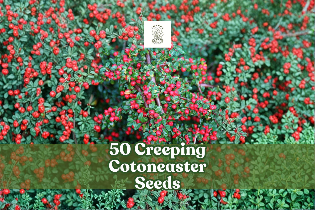 50 Creeping Cotoneaster Seeds | Groundcover Shrub | Cotoneaster adpressus | Ornamental, Drought-Tolerant Plant