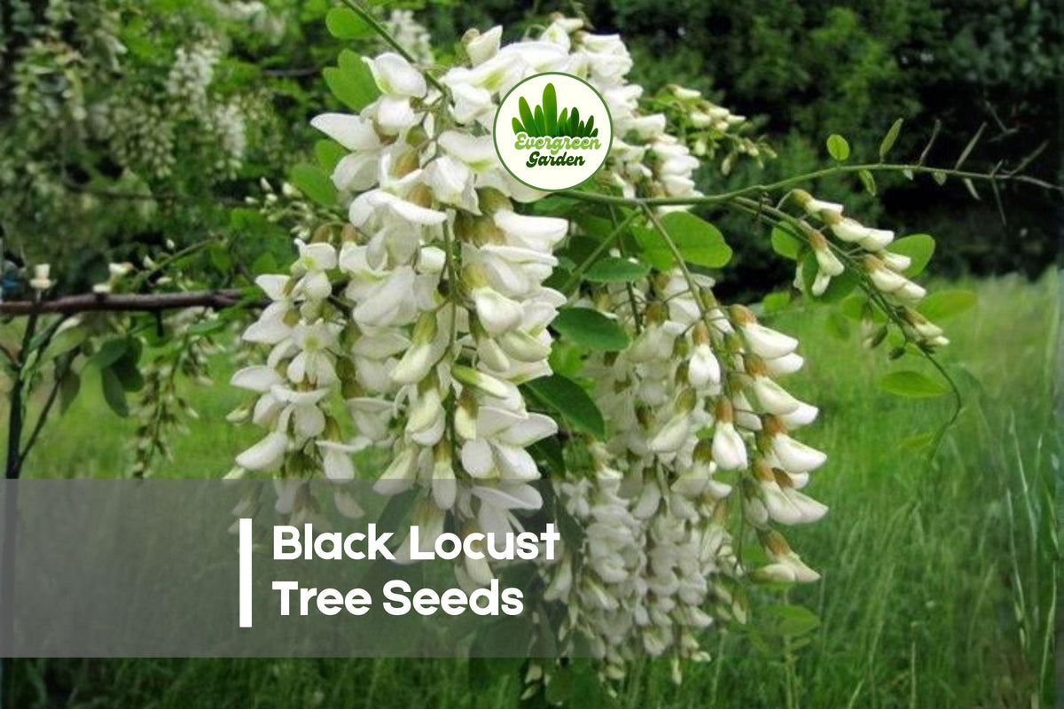 Black Locust Tree Seeds – Robinia pseudoacacia, Fast-Growing, Hardy, Fragrant White Flowers, Reforestation, Landscaping, Erosion Control