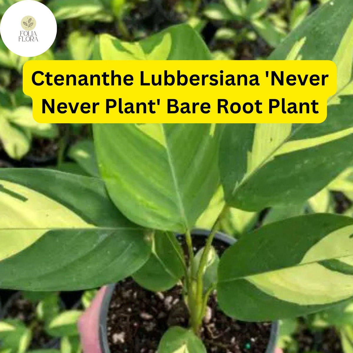 Ctenanthe lubbersiana ‘Never Never Plant’ Bare Root Variegated Indoor Houseplant, Easy Care, Air-Purifying