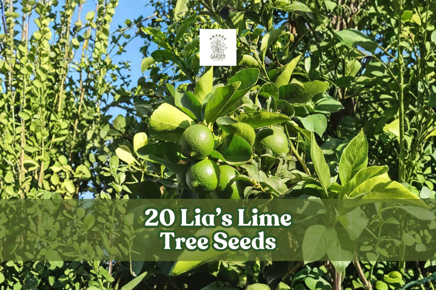 20+ Lia’s Lime Tree Seeds | Non-GMO Citrus aurantiifolia | Fast-Growing Key Lime Fruit Tree for Home Gardening