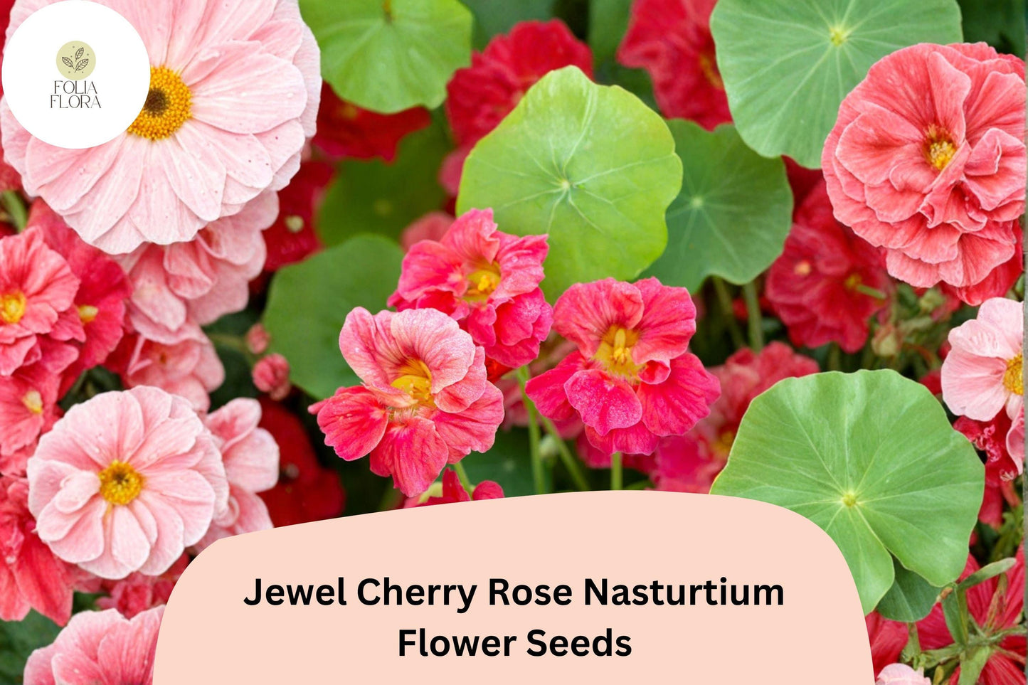 Jewel Cherry Rose Nasturtium Seeds | Tropaeolum majus | Bright Pink-Red Blooms for Borders & Containers