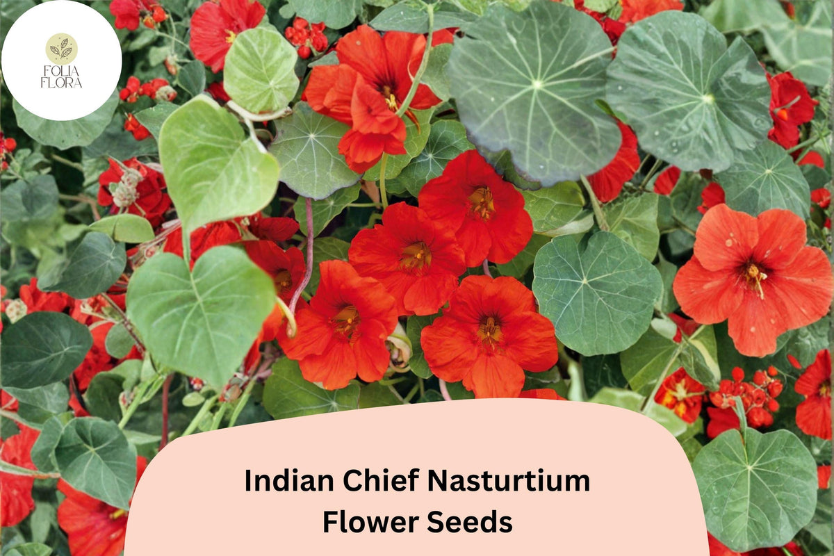 Indian Chief Nasturtium Seeds | Tropaeolum majus | Deep Red Blooms | Easy-Grow Annual for Borders & Containers