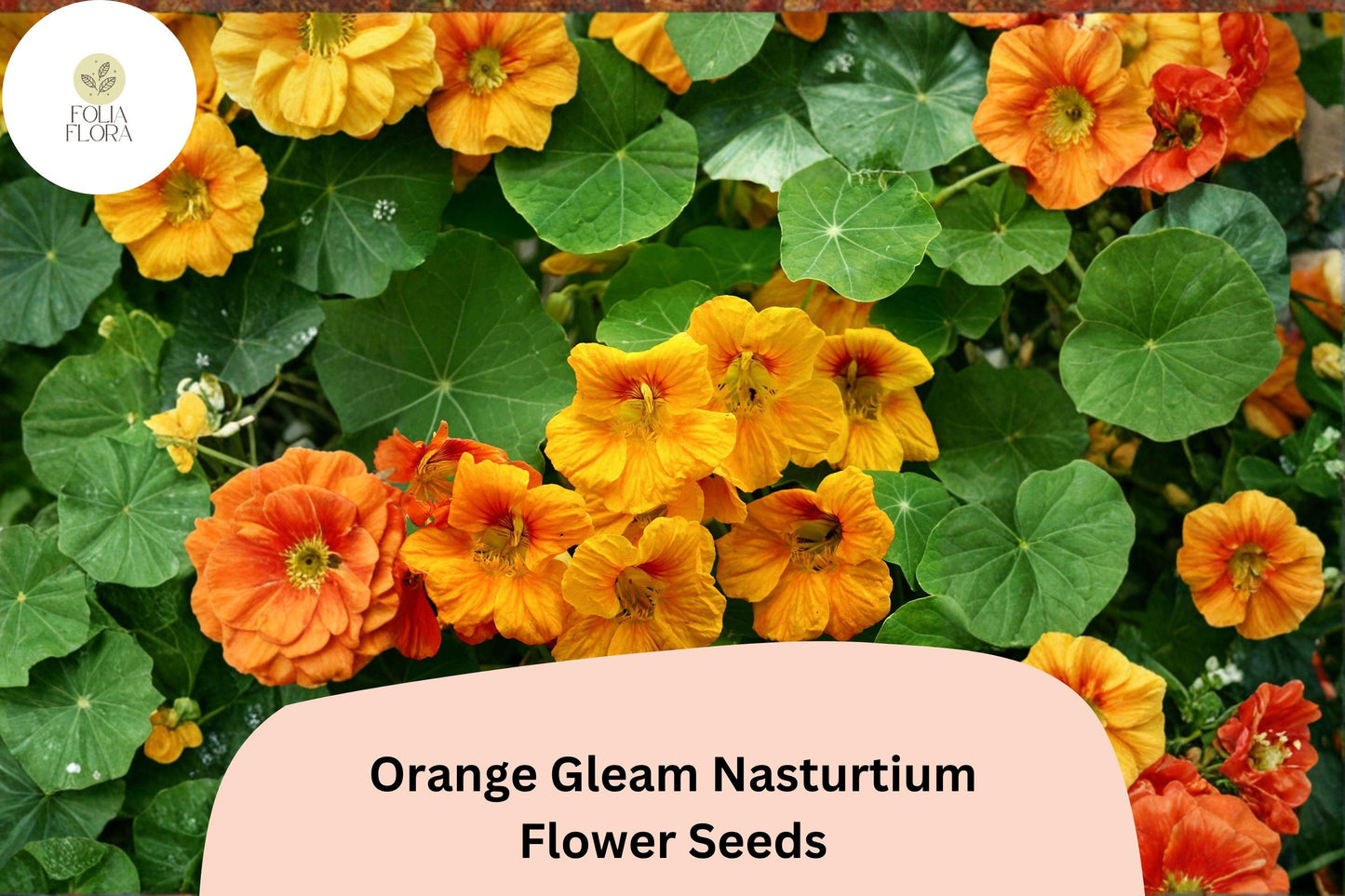 Orange Gleam Nasturtium Seeds | Bright Orange Flowers, Semi-Trailing Tropaeolum majus, Easy to Grow
