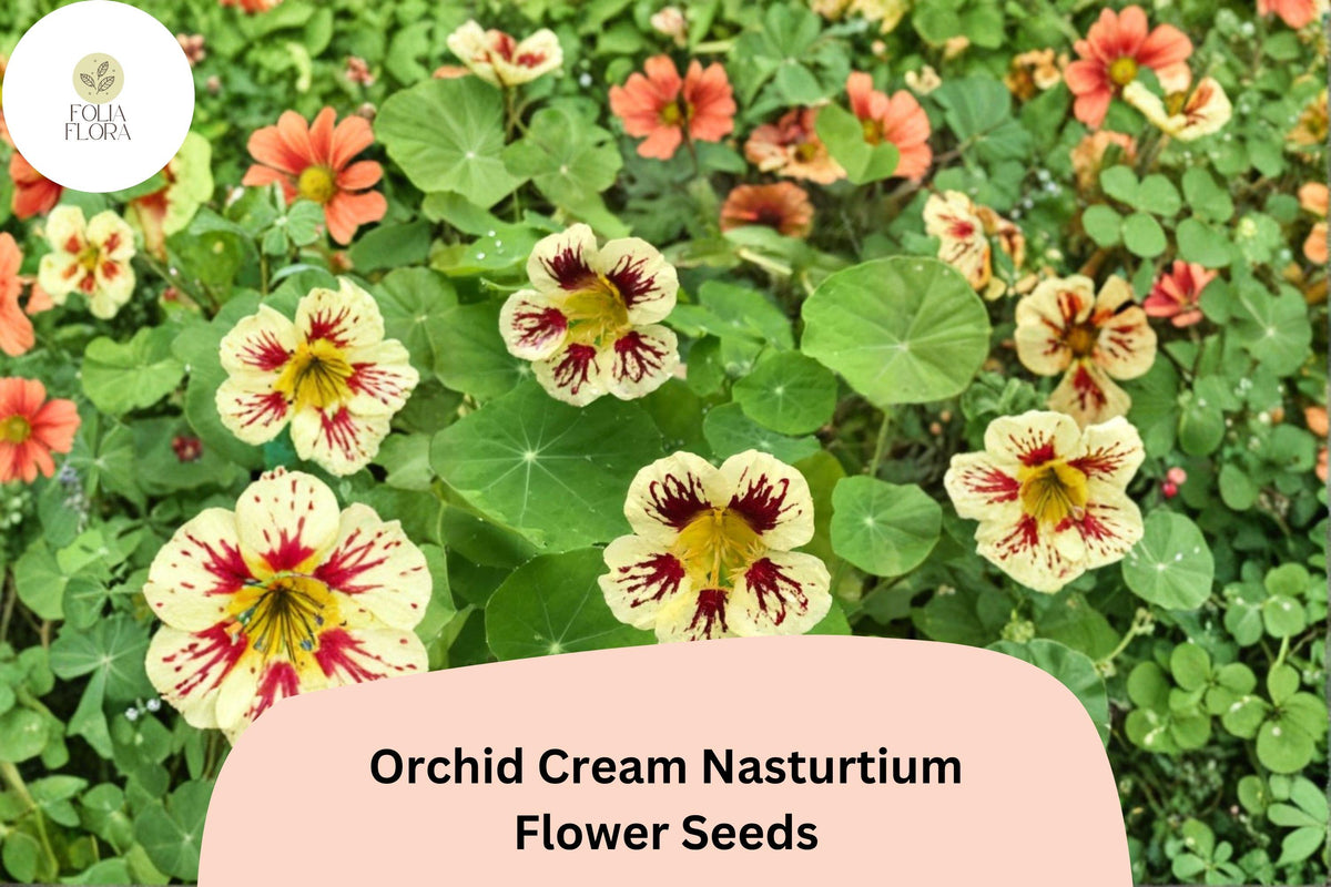 50+ Orchid Cream Nasturtium Seeds | Tropaeolum majus | Cream & Pink Blooms for Gardens & Containers