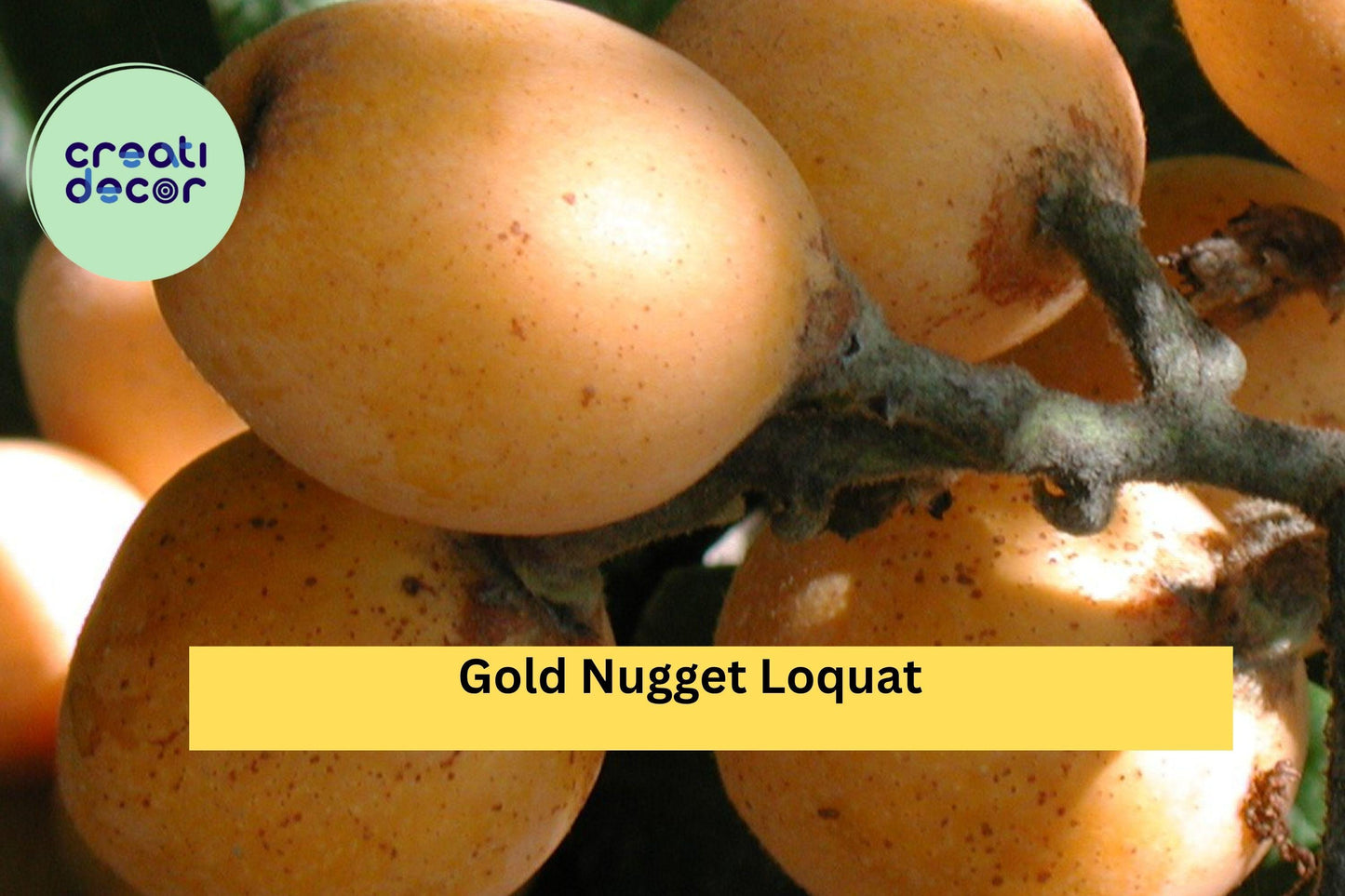 Gold Nugget Loquat Cutting – 6–8 Inch Live Fruit Tree for Rooting or Grafting, Eriobotrya japonica ‘Gold Nugget’ for Garden or Orchard