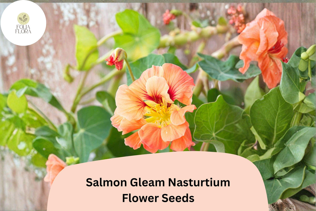 Salmon Gleam Nasturtium Seeds | Tropaeolum majus | Vibrant Salmon-Orange Blooms | Trailing Annual Plant