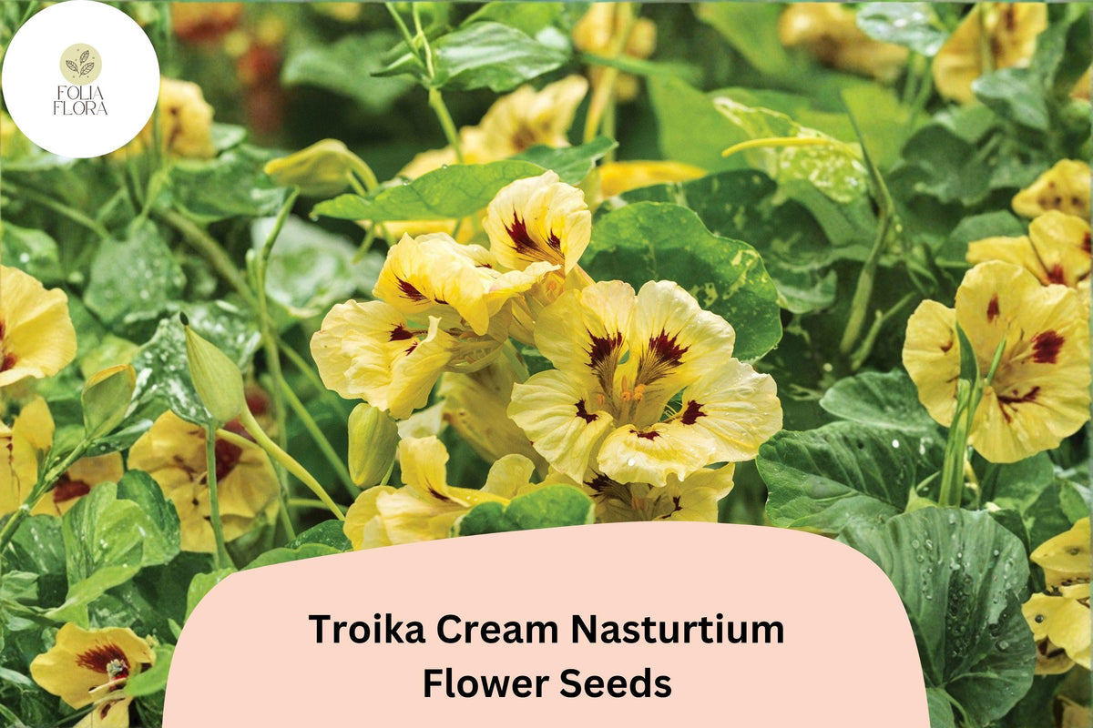 50+ Troika Cream Nasturtium Seeds | Tropaeolum majus | Cream White Blooms | Trailing Annual for Garden, Containers & Baskets