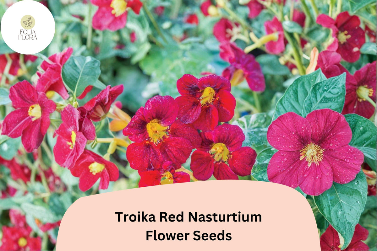 Troika Red Nasturtium Seeds | Bright Red Blooms | Trailing Annual | Tropaeolum majus for Garden, Containers & Baskets