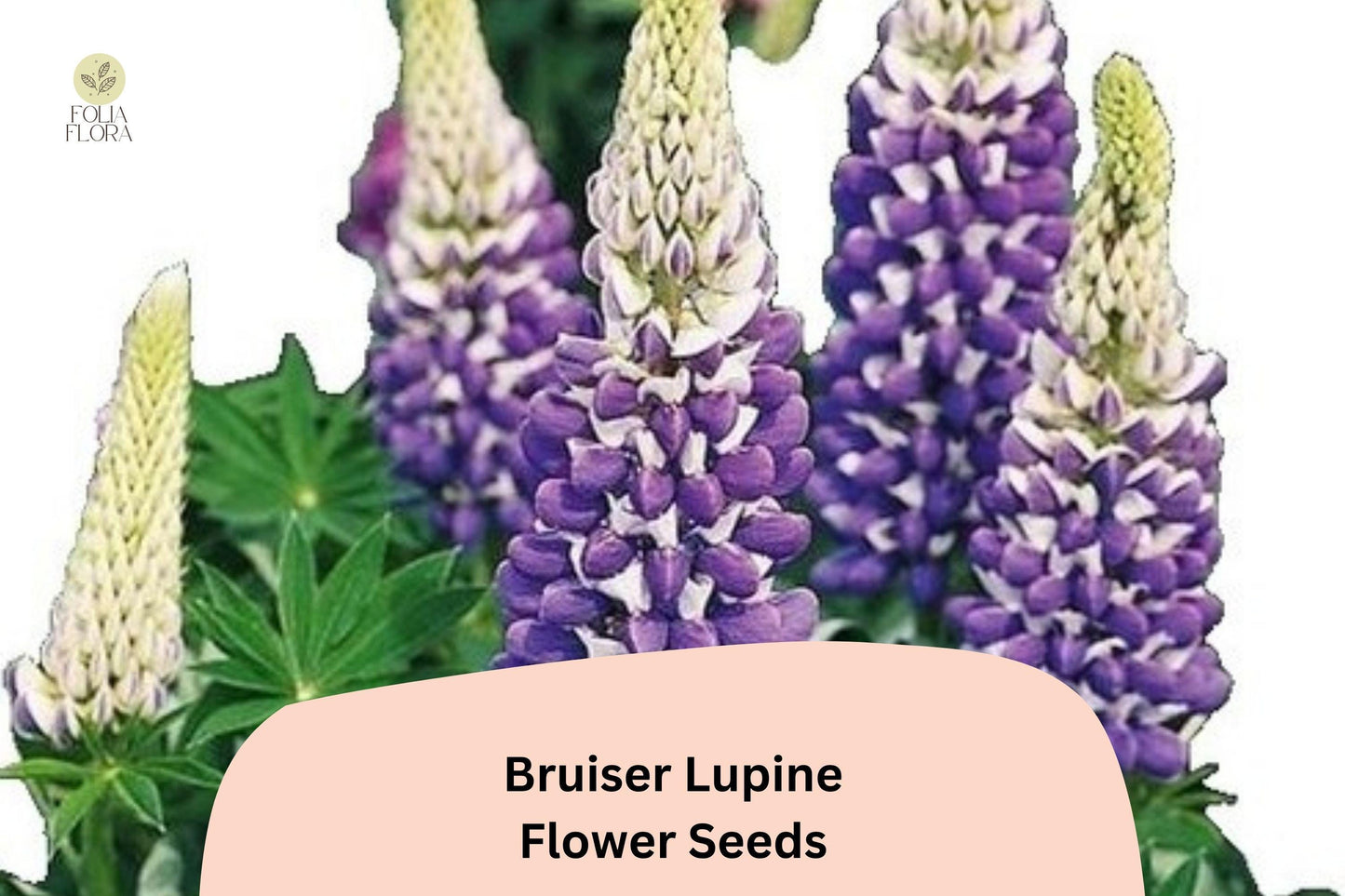 Bruiser Lupine Seeds | Perennial Garden Flower | Purple & Blue Blooms | Lupinus for Borders & Containers