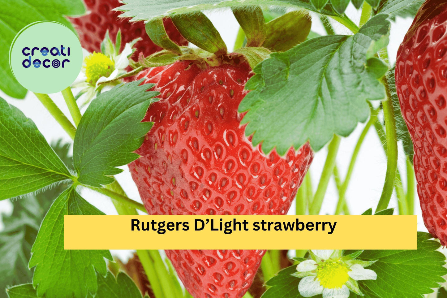 Rutgers D’Light Strawberry Roots – 25 Bare Root Plants, Ever-Bearing Fragaria × ananassa, Sweet Red Fruit, Hardy Perennial Zones 4–9