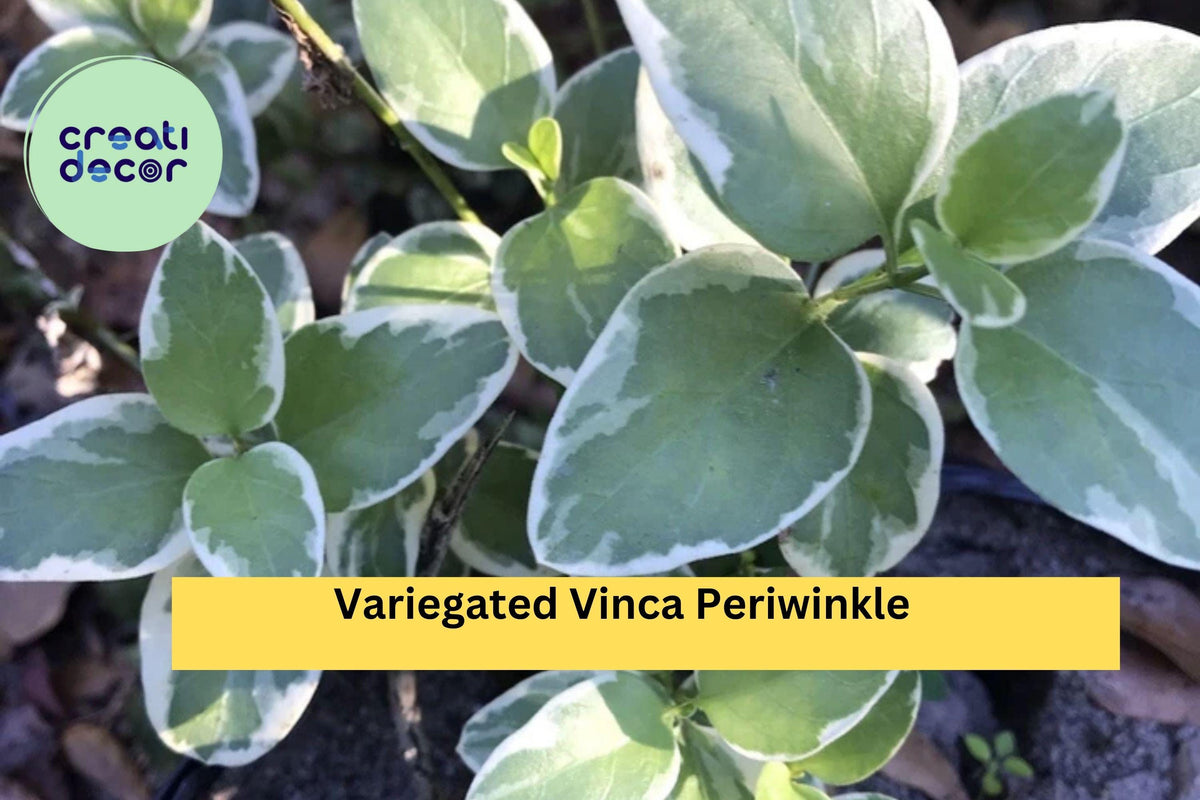 Variegated Vinca Periwinkle – 6 Bare Root Starter Plants, Evergreen Trailing Groundcover with Cream-Edged Leaves, Vinca major ‘Variegata’