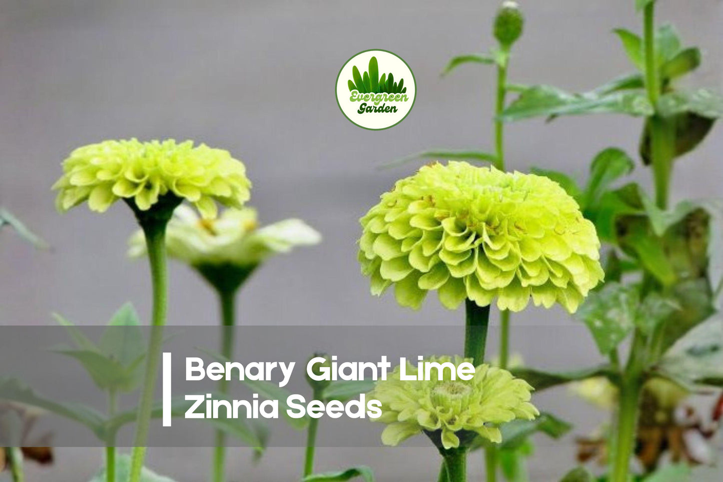 100+ Benary Giant Lime Zinnia Seeds | Large Double Lime Green Blooms | Zinnia elegans Annual Flower for Garden & Cut Flowers