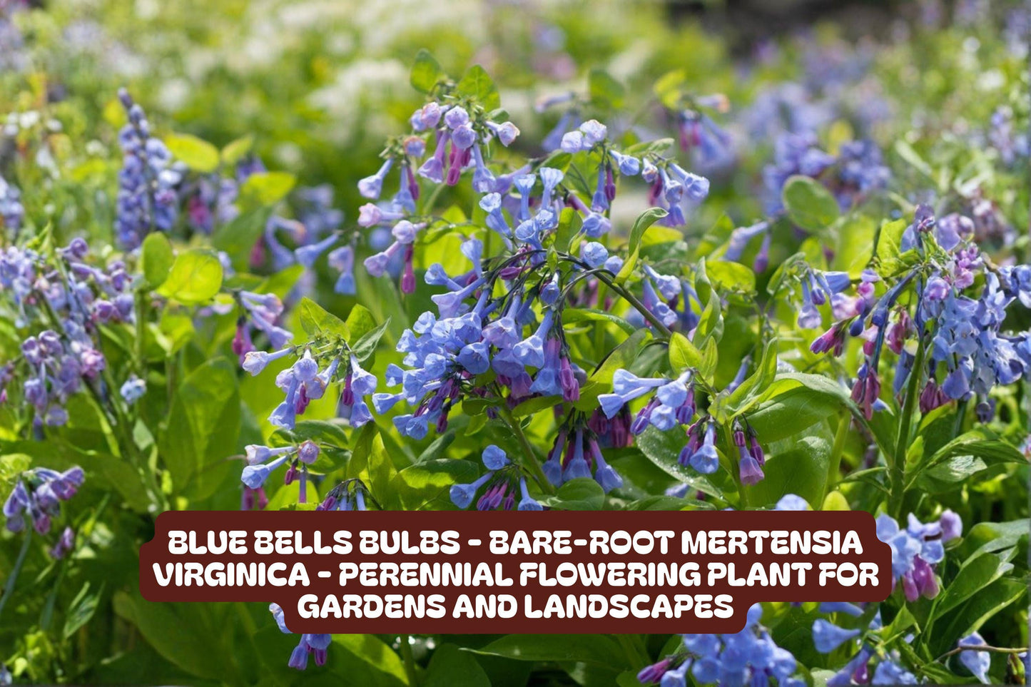 Blue Bells Bulbs - Bare-Root Mertensia virginica Perennial Flowering Plant for Shade Gardens and Pollinator Attraction