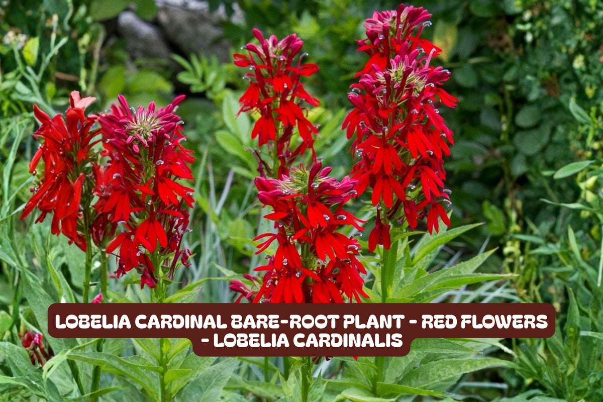 Lobelia Cardinal Bare-Root Plant with Red Flowers, Perennial, Lobelia cardinalis, Attracts Pollinators, Easy to Grow