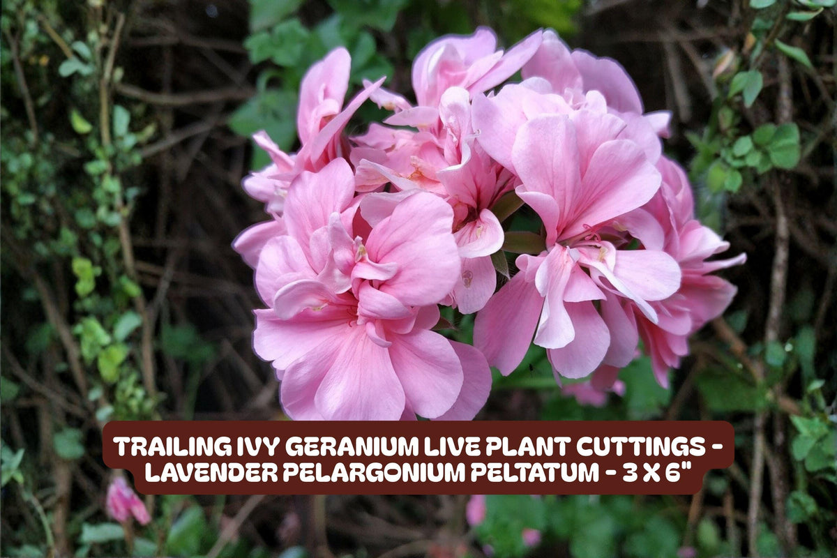 Trailing Ivy Geranium Cuttings - Lavender Pelargonium Peltatum, 3 Pack, Hanging Basket, Indoor & Outdoor Plant