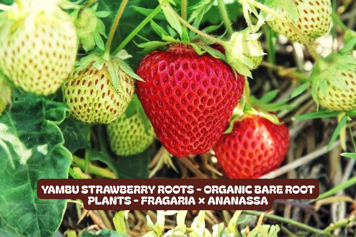 Yambu Strawberry Roots Fragaria × ananassa, Organic, Sweet Fruit, Garden Plant, Container & In-ground Growing