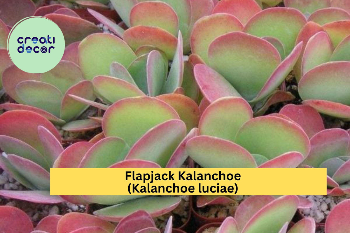 Live Flapjack Kalanchoe Succulent – Paddle Plant, Kalanchoe luciae, Rosette, Easy Care Indoor/Outdoor Plant
