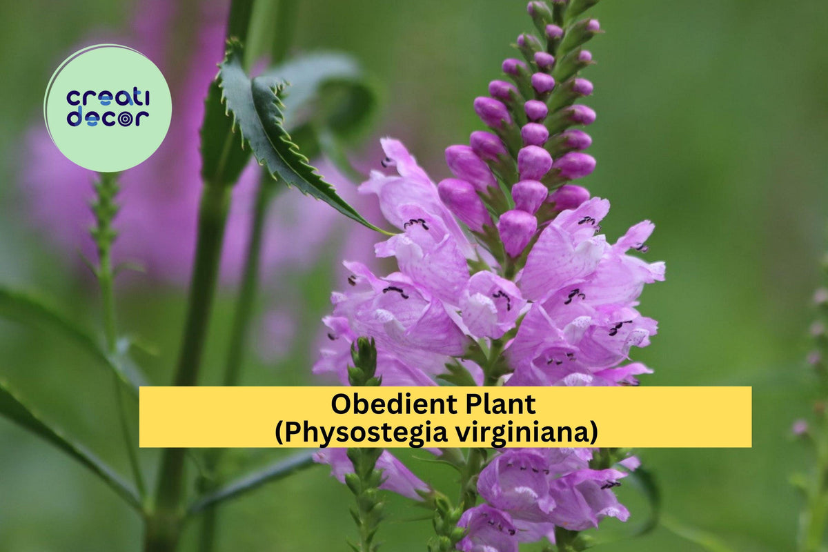 Obedient Plant Live Bare Roots 30 Pack – Physostegia virginiana Pink-Purple Perennial for Garden Borders & Pollinator Beds