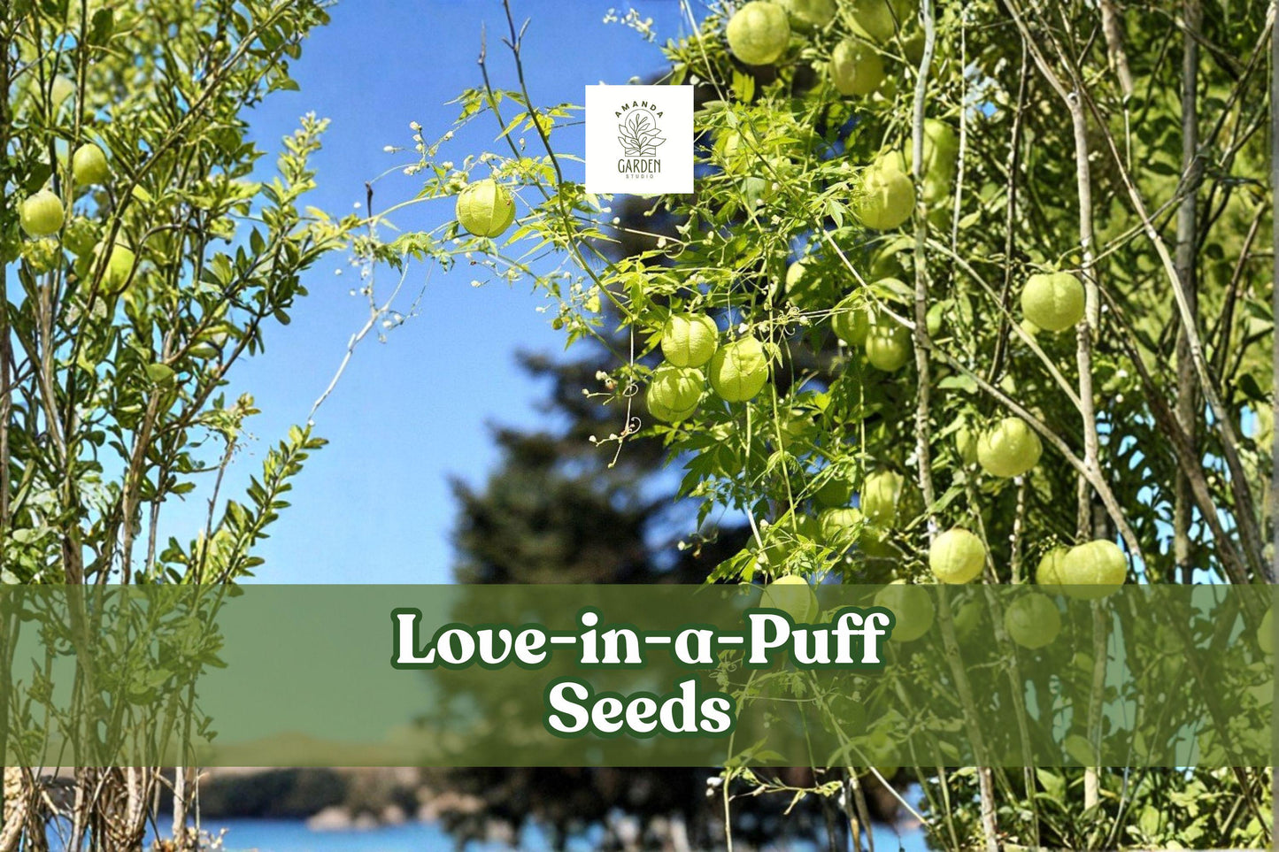 25 Love-in-a-Puff Seeds | Cardiospermum halicacabum | Balloon Vine Climbing Plant | Ornamental White Flowers