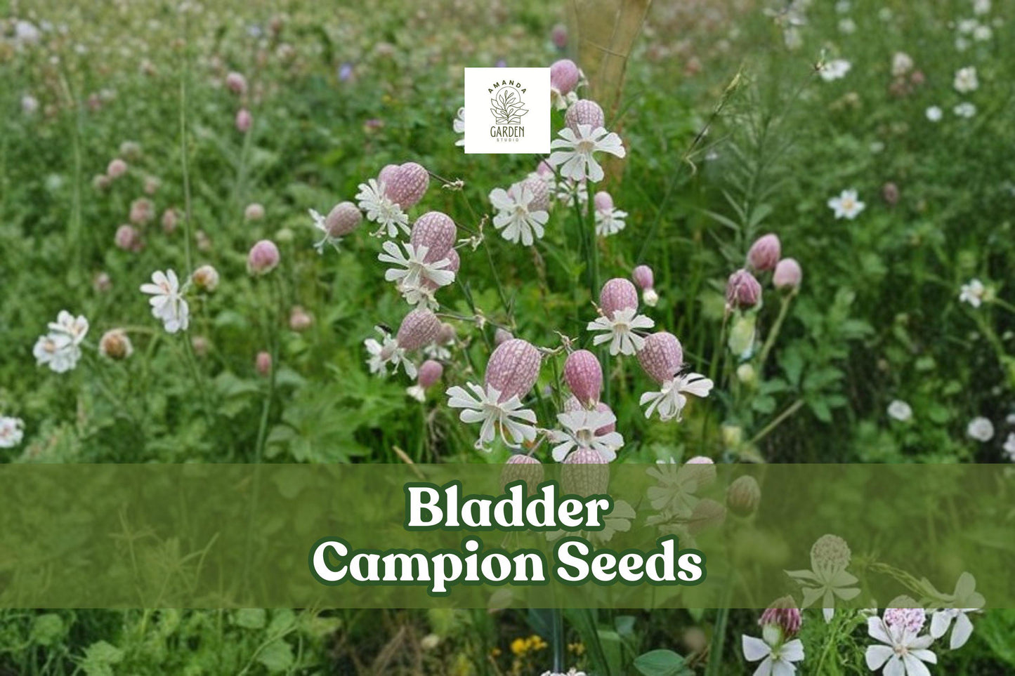 50 Bladder Campion Seeds | Silene vulgaris Wildflower | Perennial Pollinator Plant for Gardens & Meadows