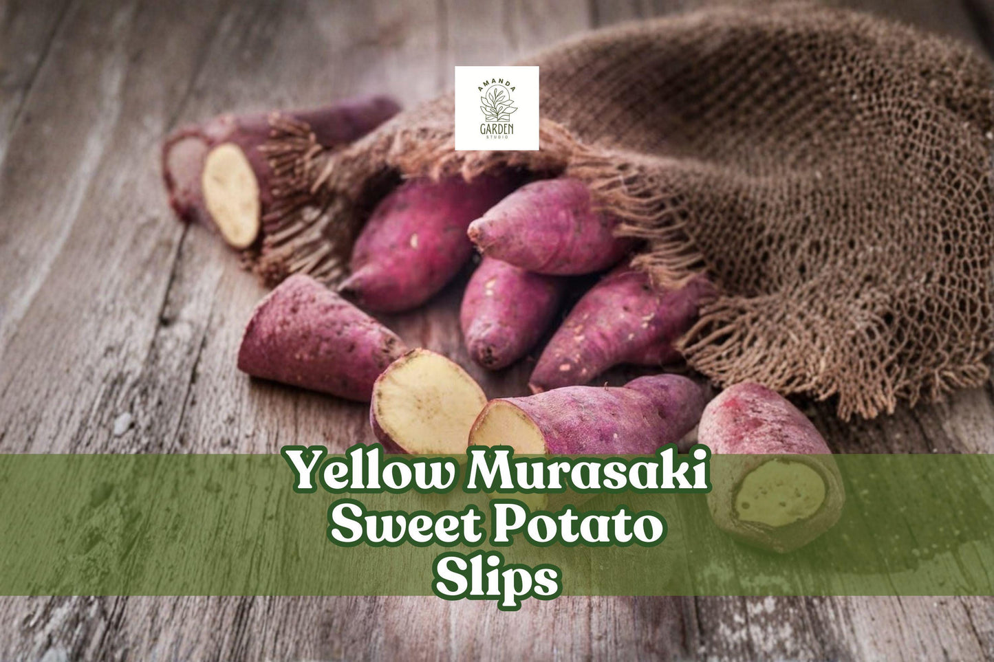 Yellow Murasaki Sweet Potato Slips – Heirloom Ipomoea batatas Starter Plants, High-Yield, Non-GMO, Pesticide-Free