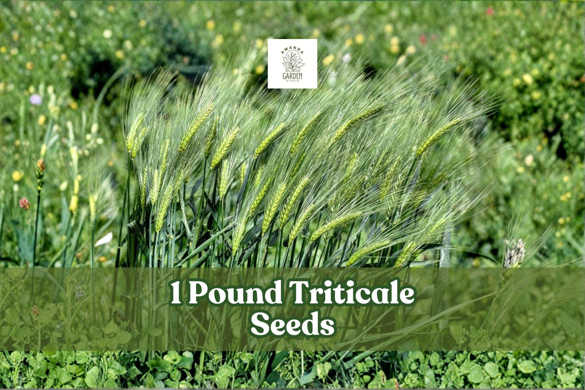 1 Pound Triticale Seeds ×Triticosecale Hybrid Grain Crop Non-GMO Cover & Forage Seed