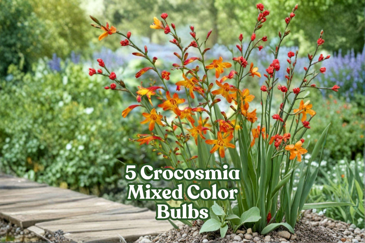 5 Crocosmia Bulbs – Mixed Bright Colors, Summer Blooming, Pollinator-Friendly Flowering Bulb (Crocosmia spp.)
