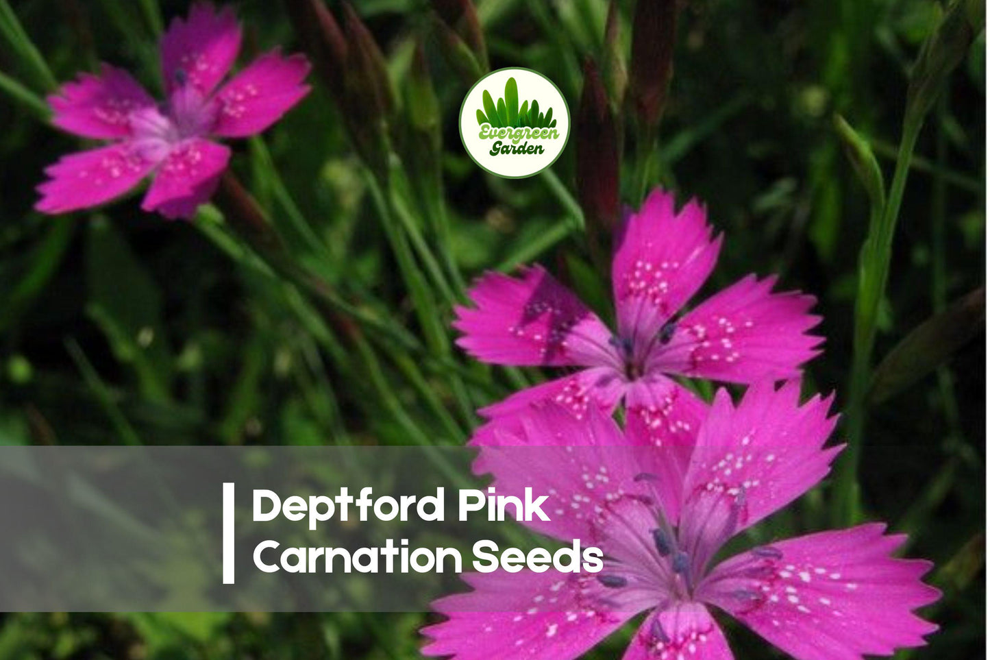 200 Deptford Pink Carnation Seeds - Bright Pink Dianthus armeria for Borders, Pots & Wildflower Gardens