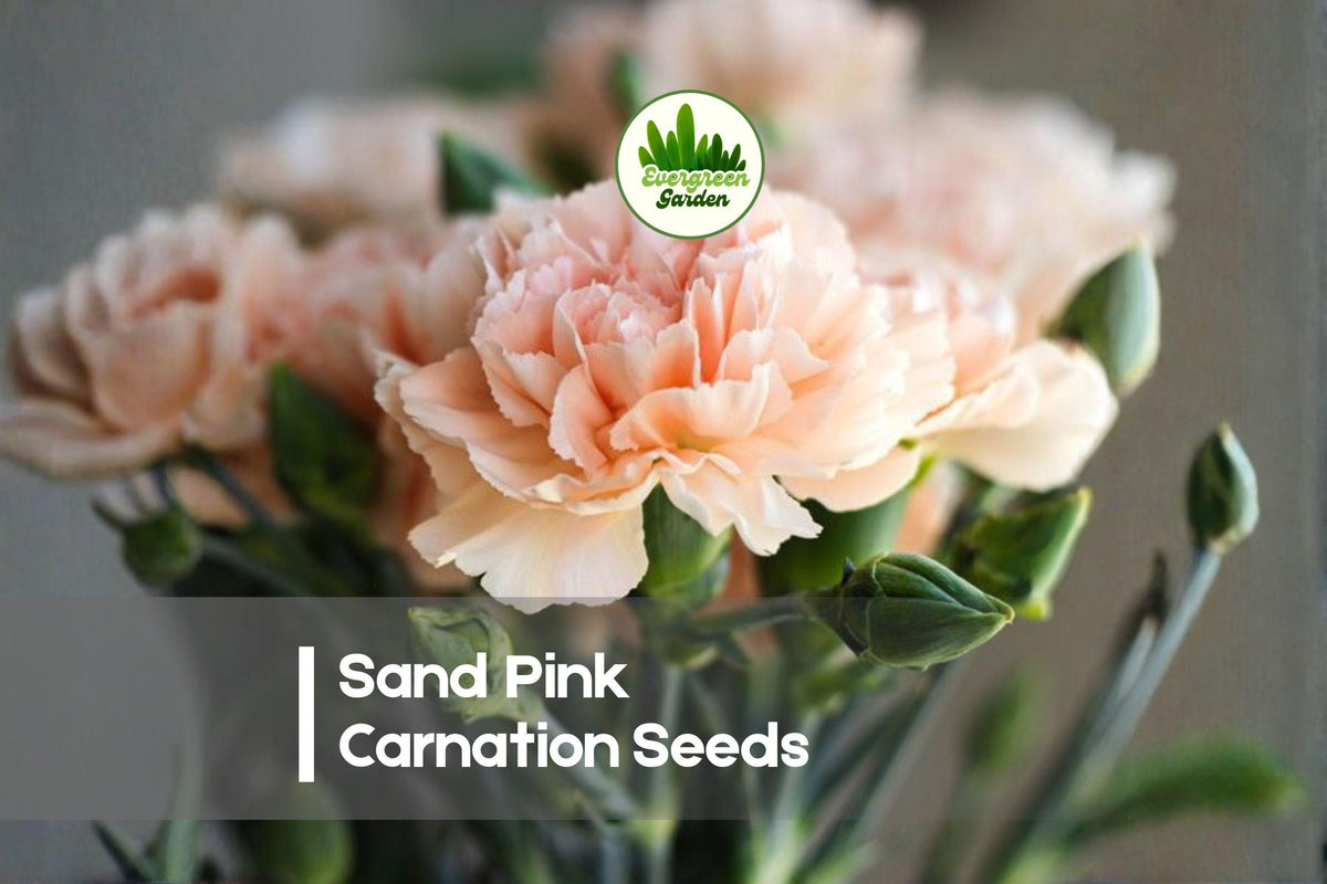 200 Sand Pink Carnation Seeds - Fragrant Pink Dianthus arenarius for Borders, Rock Gardens & Cottage Landscapes