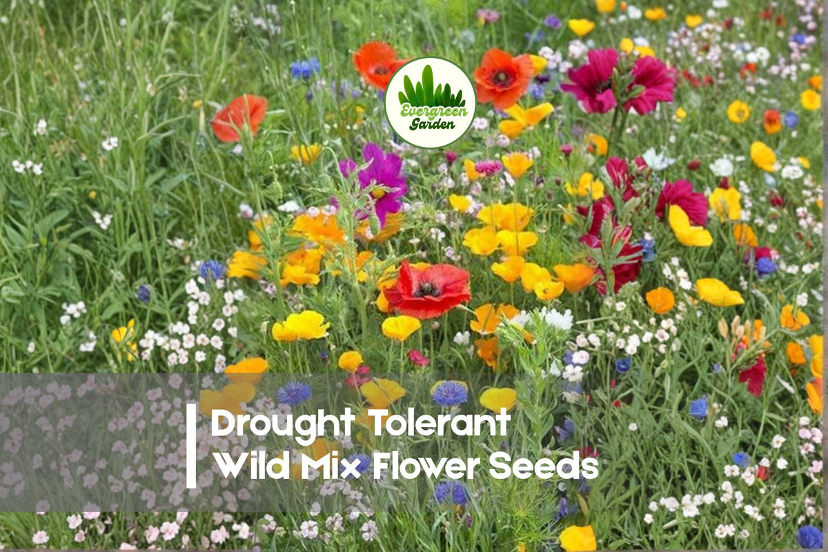 Drought Tolerant Wildflower Seed Mix - Low-Water, Pollinator-Friendly, Bulk Annual & Perennial Seeds for Meadows & Landscaping