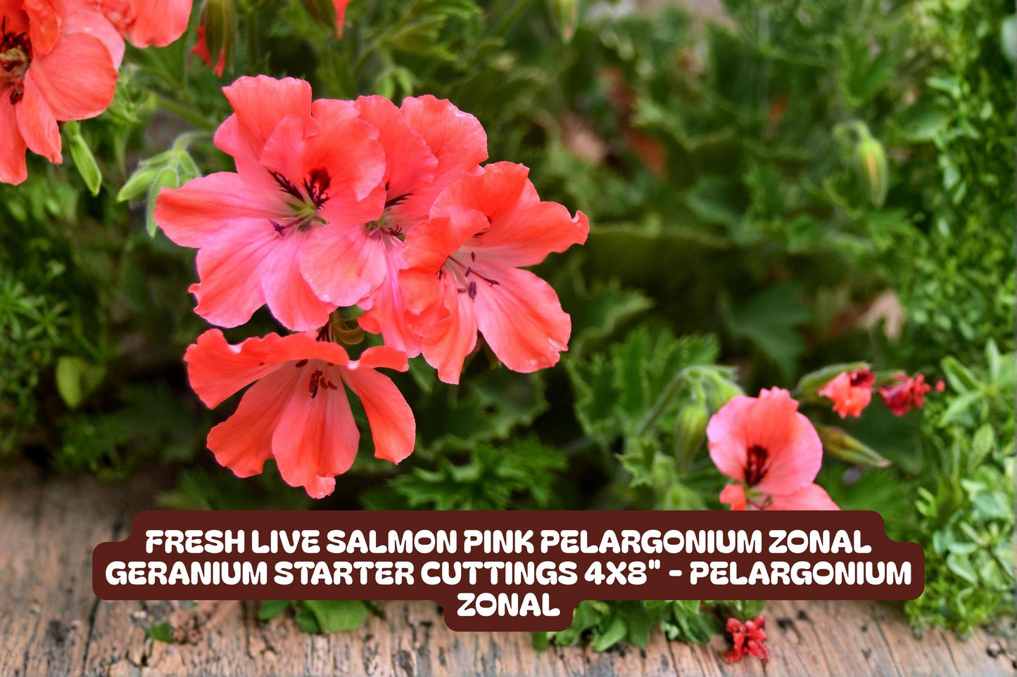 Fresh Salmon Pink Pelargonium Zonal Geranium Cuttings 4x8" | Pelargonium x hortorum Starter Plants