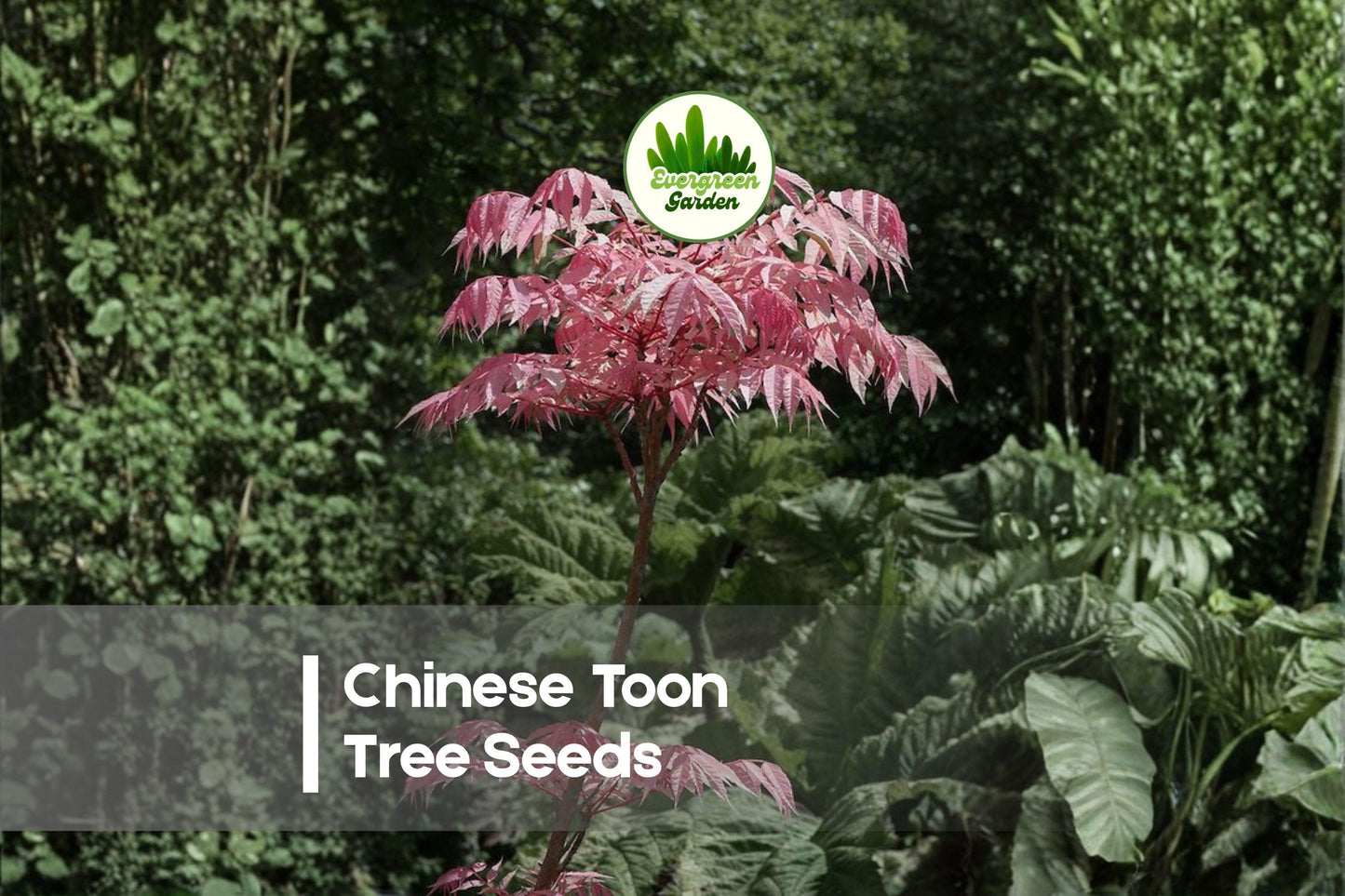 30 Chinese Toon Tree Seeds - Ornamental Toona sinensis with Pink Young Leaves for Landscaping and Garden Decor