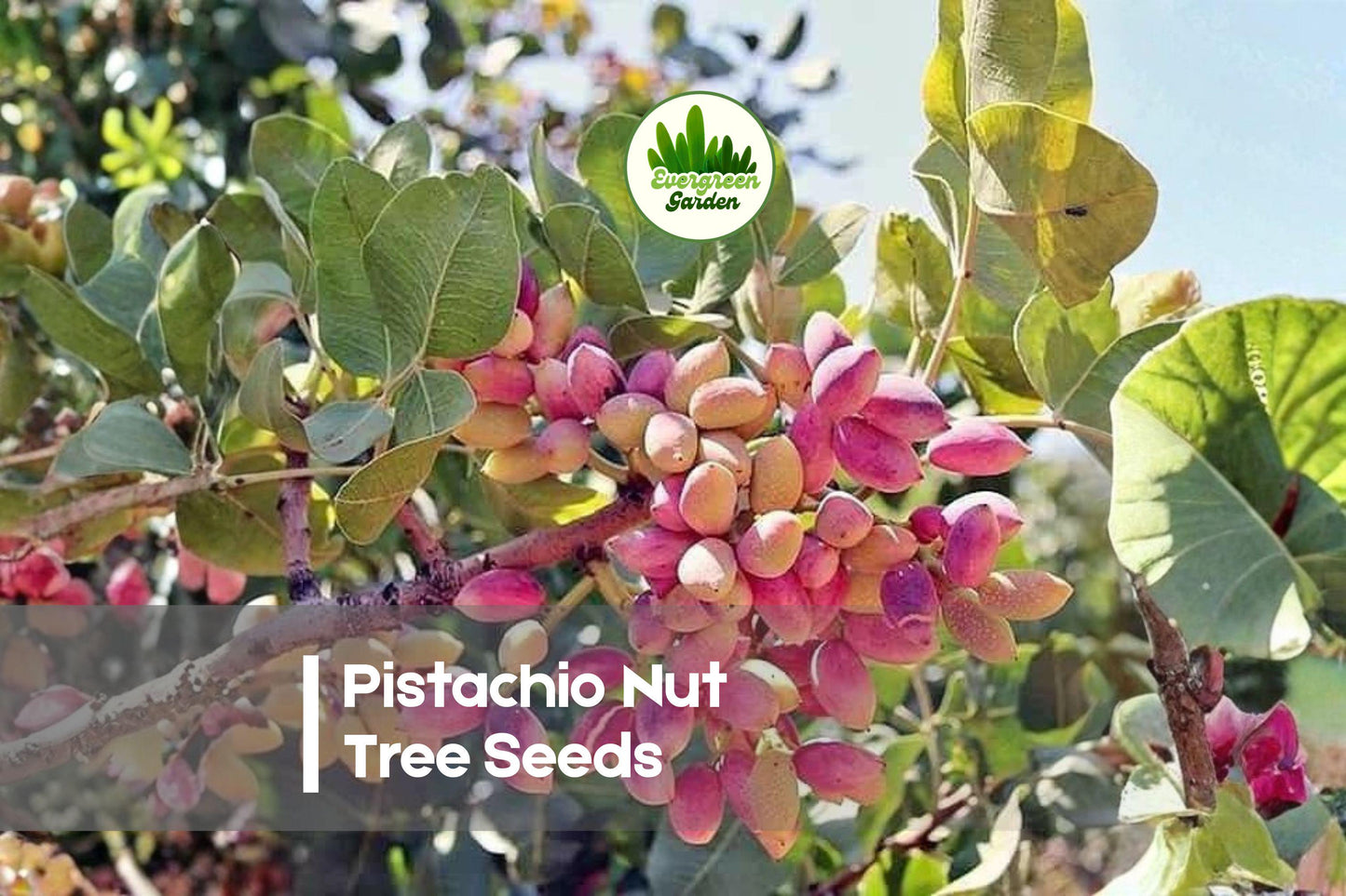 5 Pistachio Nut Tree Seeds | Pistacia vera | Ornamental & Fruitful Deciduous Tree for Warm Climates