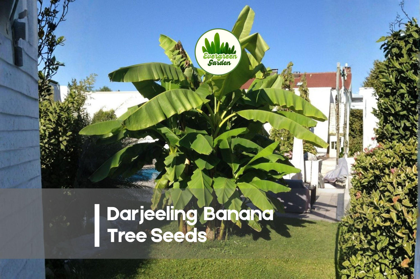Darjeeling Banana Seeds, Musa sikkimensis, Ornamental Tropical Banana, Fast-Growing, Hardy, Exotic Garden Plant, 5 Pack