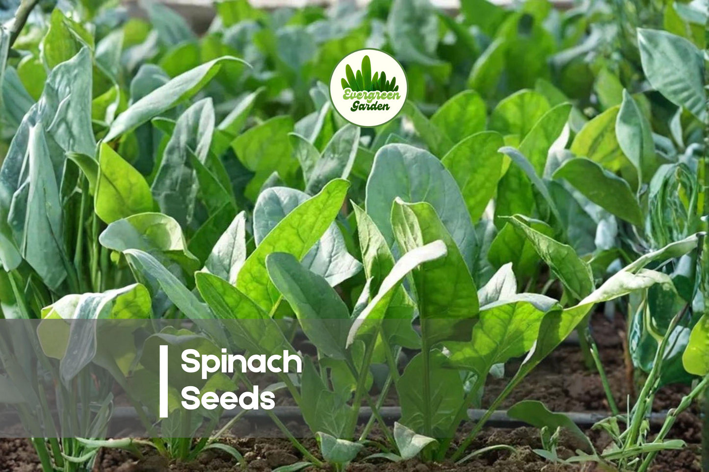 200 Spinach Seeds, Space Hybrid, Leafy Green, Spinacia oleracea, Fast-Growing Vegetable for Gardens & Containers
