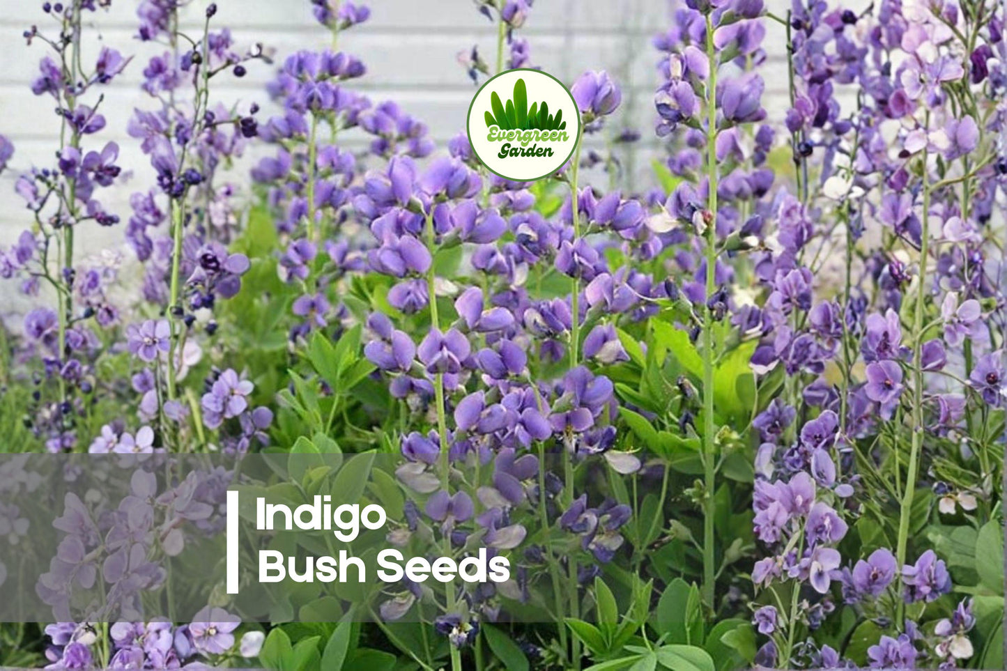 50 Indigo Bush Seeds - Rosy Pink Flowers, Ornamental Shrub, Indigofera amblyantha, Landscape & Border Plant