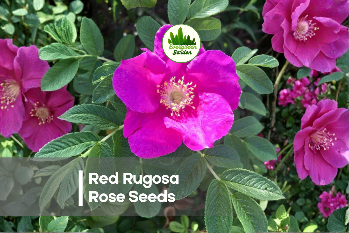 Red Rugosa Rose Seeds – 50 Fragrant Deep Red Rosa rugosa rubra Flowering Shrubs for Hedges & Borders