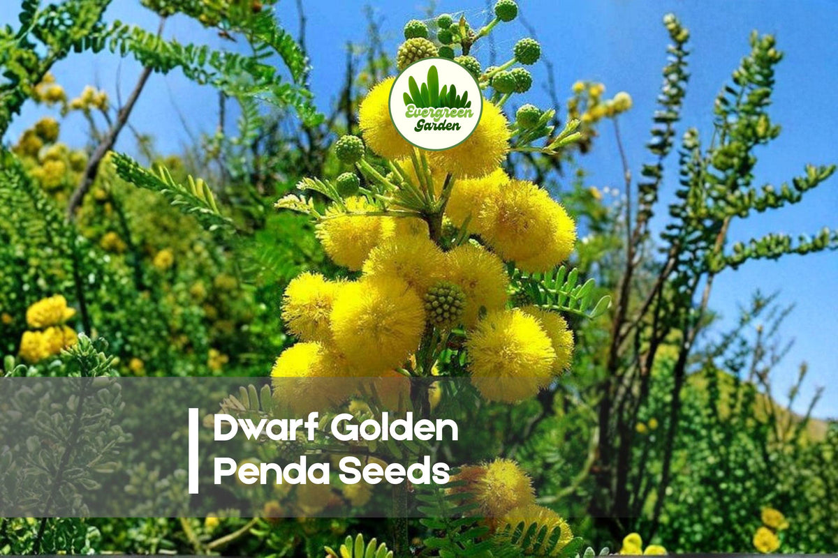 Dwarf Golden Penda Seeds – Compact Evergreen Shrub with Bright Yellow-Gold Flowers – Xanthostemon chrysanthus