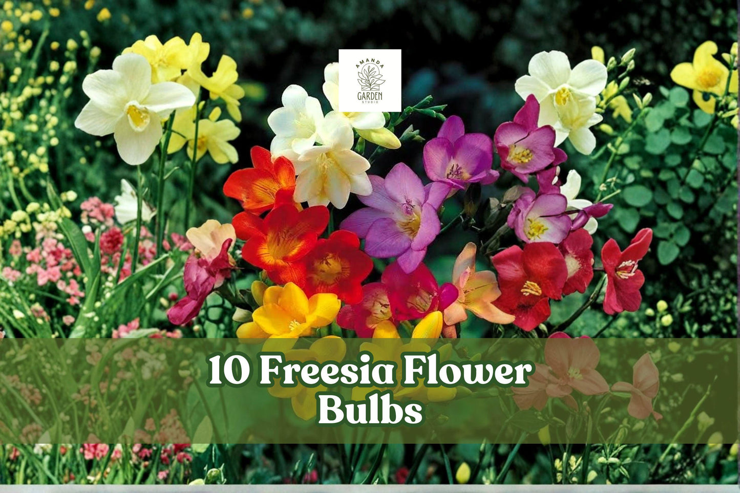 10 Freesia Flower Bulbs | Fragrant Mix Colors | Spring Blooming Perennial Bulb | Freesia spp.