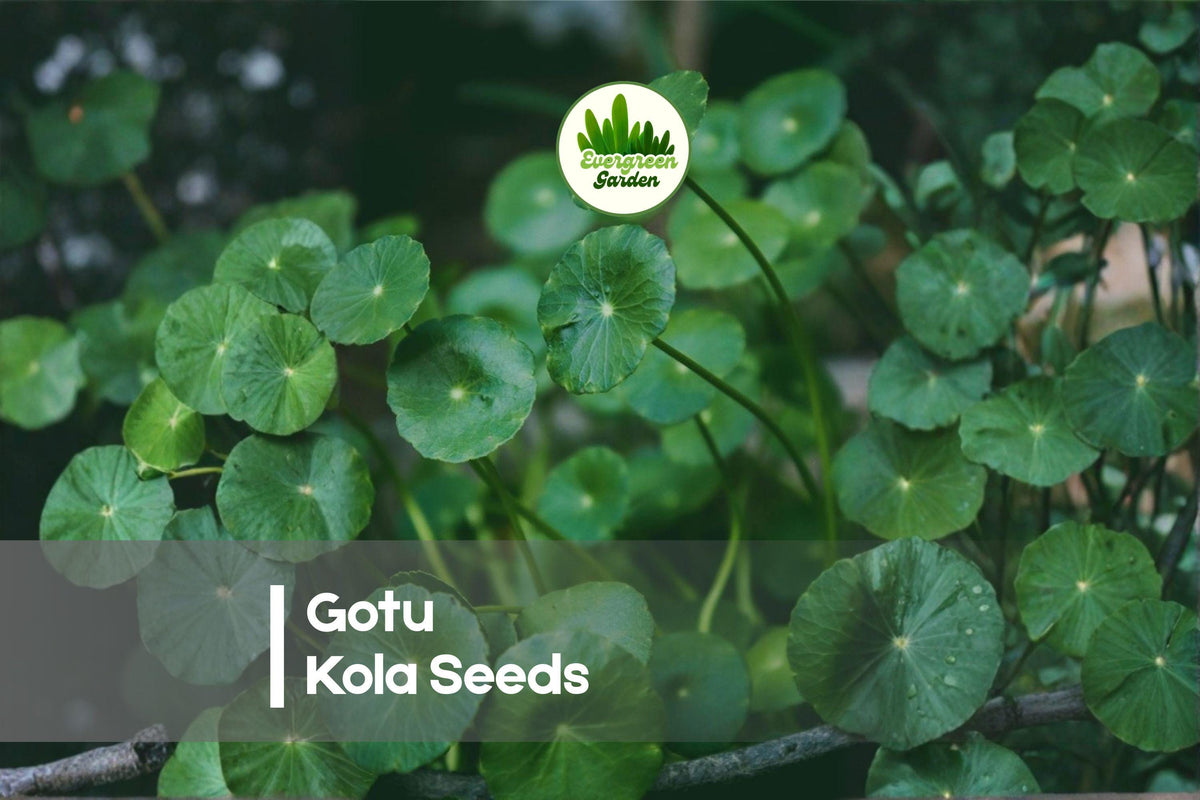 Gotu Kola Seeds 50 Pack - Centella Asiatica Herb for Groundcover, Culinary & Traditional Uses