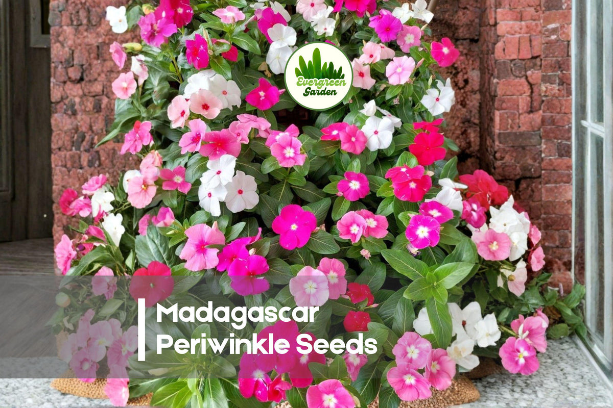 200 Madagascar Periwinkle Seeds - Catharanthus roseus, Mixed Flower Colors, Heat & Drought Tolerant, Easy-to-Grow Annual Seeds