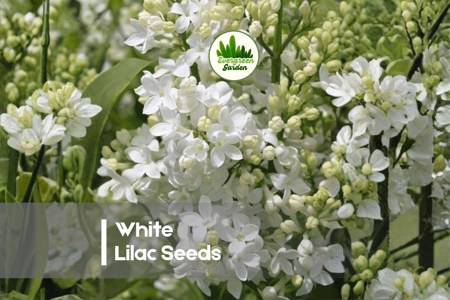 White Lilac Seeds - Syringa vulgaris, Spring Blooming, Fragrant White Clusters, Landscape Shrubs, Hedges, Cut Flowers