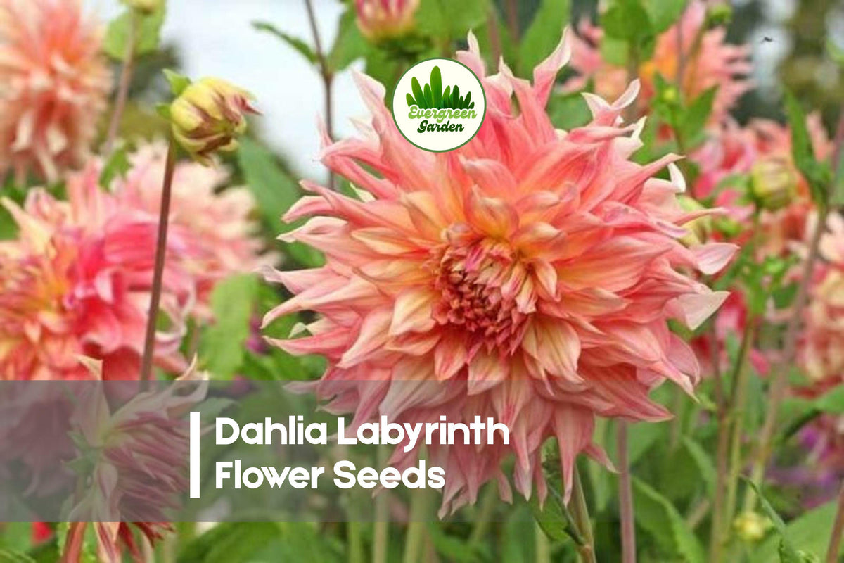 Dahlia Seeds Labyrinth Exotic Mix – Large Multi-Color Blooms for Garden, Borders & Cut Flowers – Dahlia variabilis