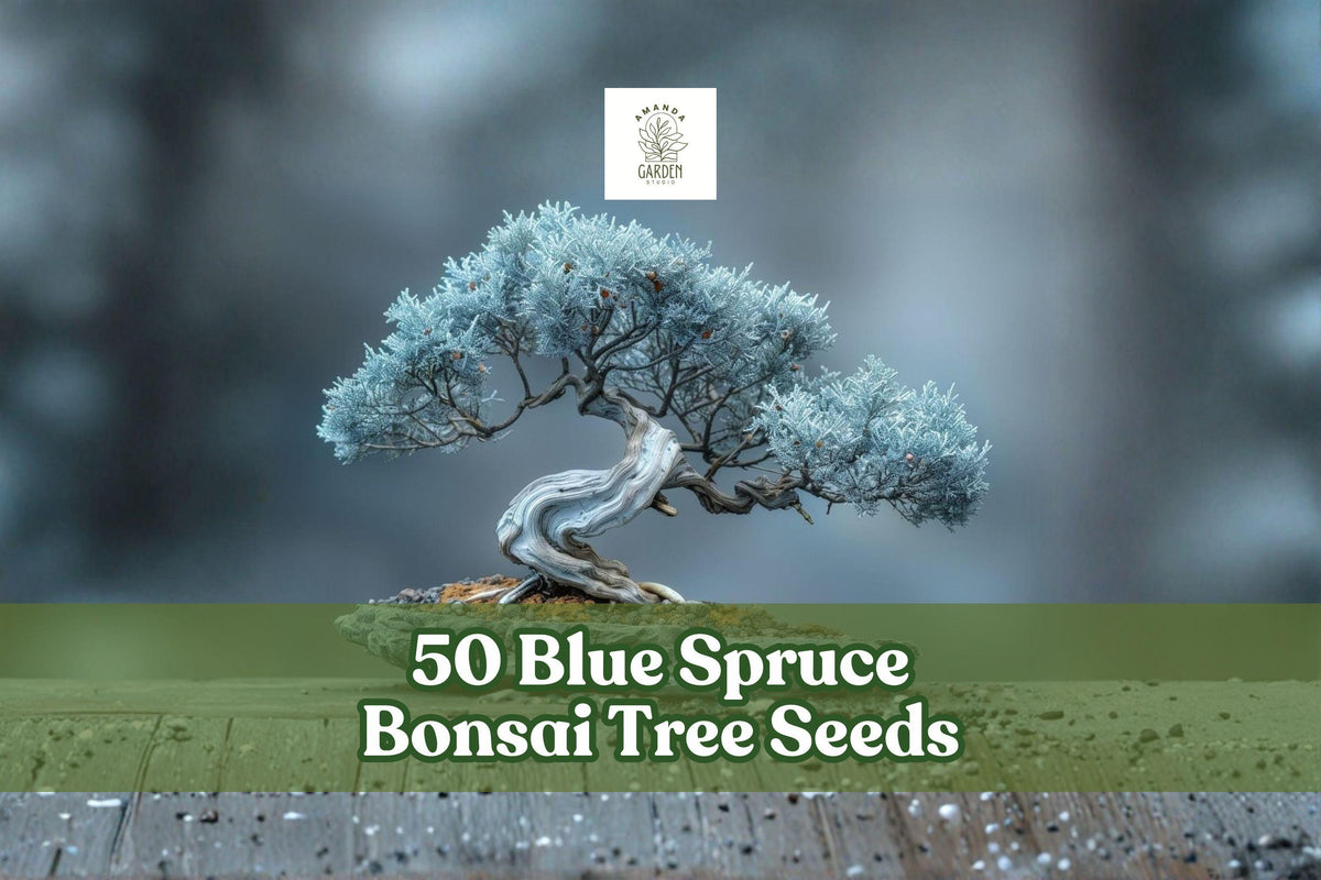 Blue Spruce Bonsai Seeds – Picea pungens, Colorado Blue Evergreen, Non-GMO, 50 Pack
