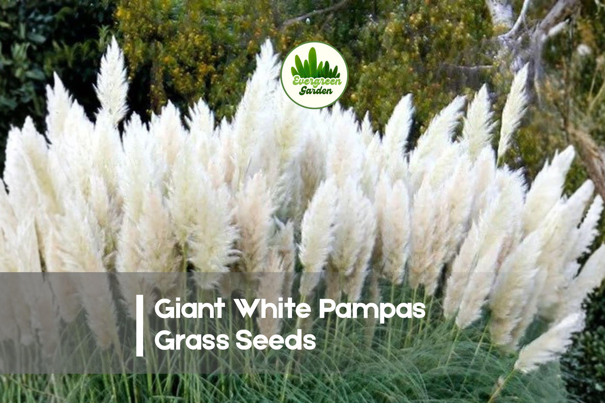 100 Giant White Pampas Grass Seeds - Ornamental Cortaderia selloana for Landscaping, Borders, Drought Tolerant, Tall White Plumes