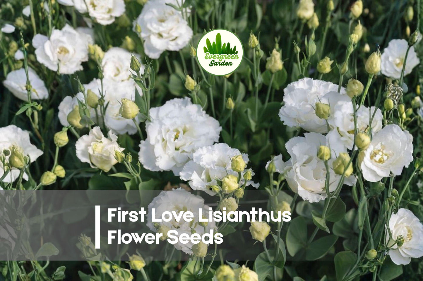 First Love Lisianthus Seeds - 20 Pelleted Eustoma grandiflorum for Cut Flowers, Borders, and Containers
