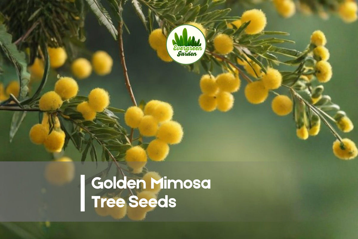 Golden Mimosa Tree Seeds - Acacia baileyana, Ornamental Fast-Growing Tree with Yellow Flowers and Feathery Foliage