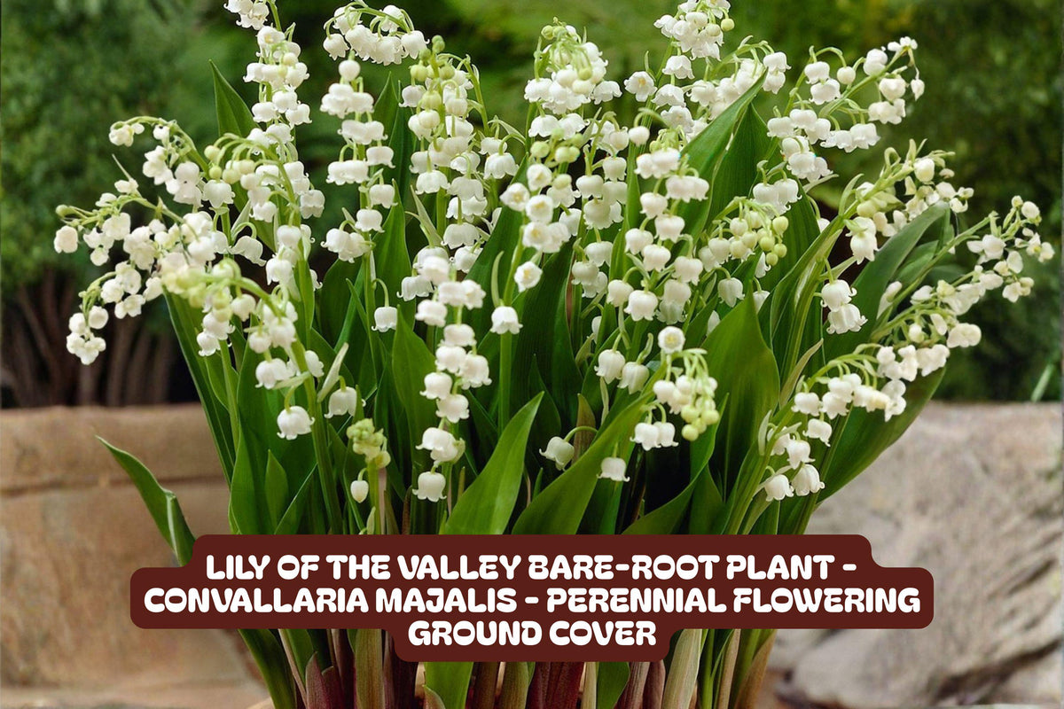 Lily of the Valley Bare-Root Plant - Perennial Ground Cover - Fragrant White Flowers - Convallaria Majalis